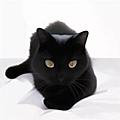 黑猫